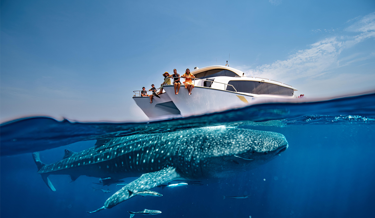 Whale Sharks viewing